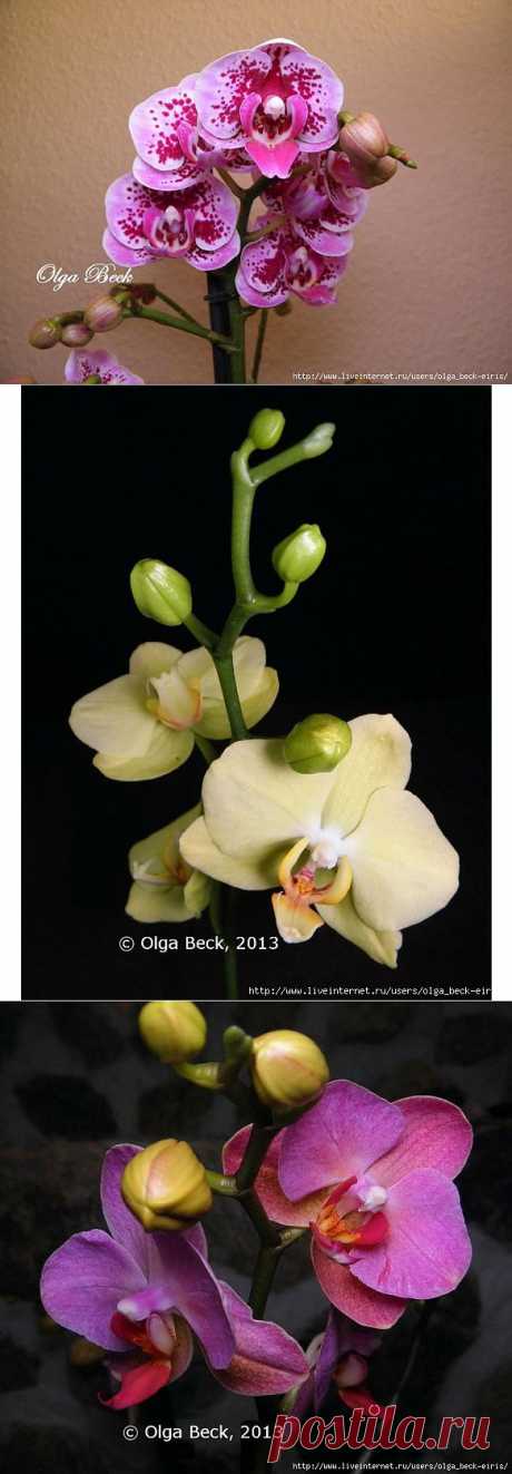 Орхидеи Фаленопсис (Phalaenopsis). Полив. Когда нужно поливать орхидею..