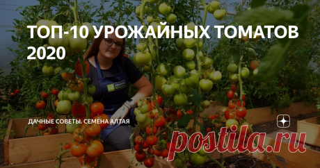 ТОП-10 УРОЖАЙНЫХ ТОМАТОВ 2020 2020 позади, впереди – 2021. Самое время выбирать сорта томатов к новому дачному сезону.
#СеменаАлтая подготовили для Вас топ-10 томатов, которые покорили своей суперурожайностью в 2020.
