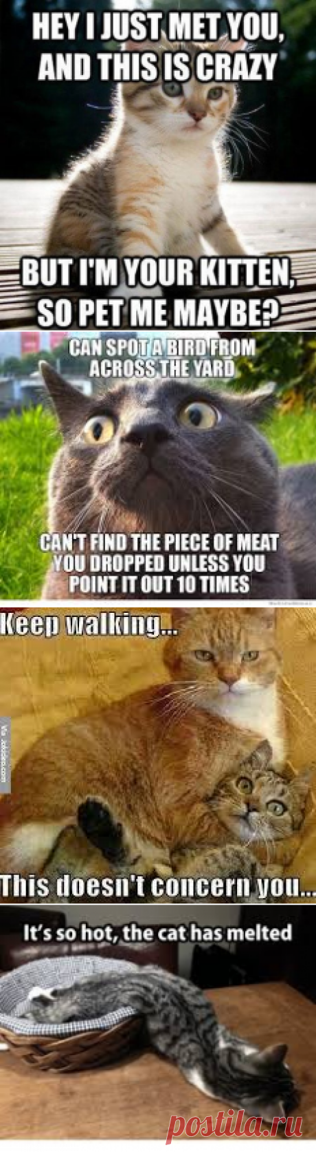 cats meme - Google Search