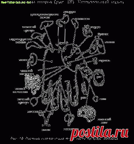 Кисть | Акупрессура против болезней | Акупунктура | Медицинская литература | Медицинский справочник