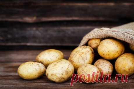 7 способов выращивания картошки, которые увеличат ваш урожай. Фото — Ботаничка.ru