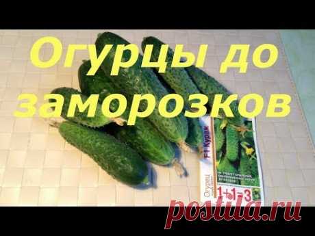 226. ОГУРЦЫ ДО ЗАМОРОЗКОВ