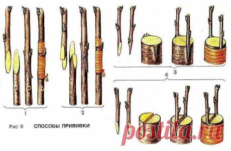 ДЕДОВСКИЙ СПОСОБ ПРИВИВКИ ДЕРЕВЬЕВ ДЛЯ БОЛЬШОГО УРОЖАЯ!