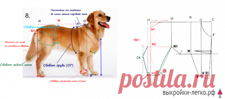 [ШИТЬЕ+ВЯЗАНИЕ] БАЗОВАЯ ВЫКРОЙКА ОДЕЖДЫ ДЛЯ СОБАК. ПОЛЕЗНЕЙШИЙ МАТЕРИАЛ!
