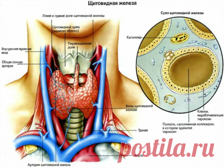 Щитовидная железа. Лайфхак: расслабить мышцы шеи | Доктор Гульнара Мазитова | Яндекс Дзен