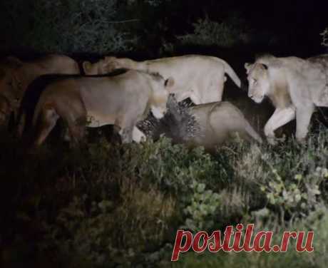 В борьбе за титул «Героя года» в мире живой природы появился явный фаворит – дикобраз, в одиночку отбившийся от семи (!) львов в национальном парке Крюгера.