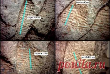 Отпечатки пальцев помогли раскрыть одну из тайн культуры анасази Команда антропологов и археологов под руководством доктора Джона Кантнера из Университета Северной Флориды (США) изучила древние отпечатки пальцев и