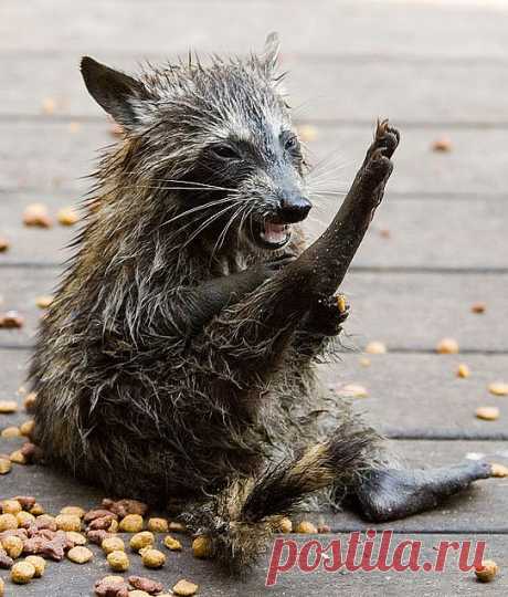 Вот поел кошачьего корма, и всёёё......