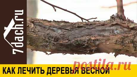 Плодовые деревья весной: ревизия и лечение - 7 дач Один из главных вопросов весной - как перезимовали деревья. Семь Дач и Ольга Воронова подскажут, как определить, успешно ли перезимовали плодовые деревья, и ...