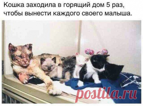 Расул Магомедов

Кошка заходила в горящий дом 5раз,что бы вынести каждого своего малыша.