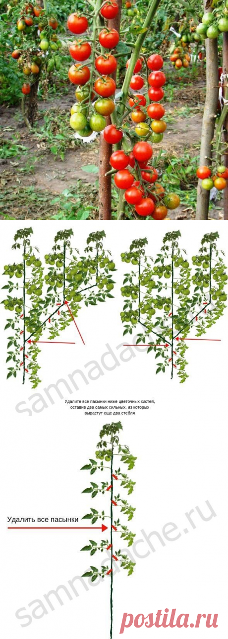 Пасынкование черри. Пасынковать помидоры в теплице. Пасынкование помидор в теплице
