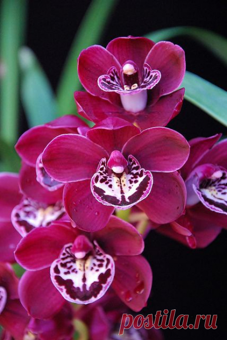 Cymbidium Ruby Valley 'Claire' от пользователя salabat на Flickr| Rebecca Lee приколол(а) это к доске Orchids