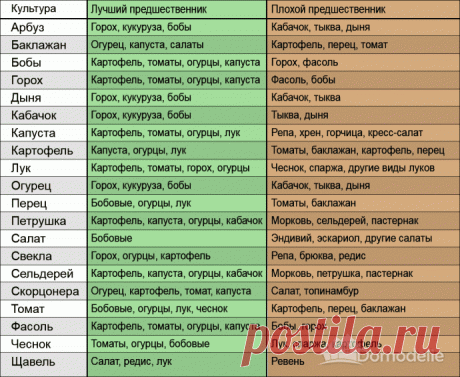 Что с чем сажать на огороде таблица