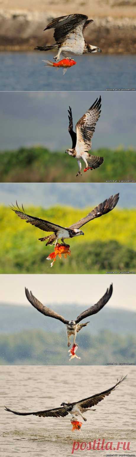 Хищная птица скопа - Фото мир природы