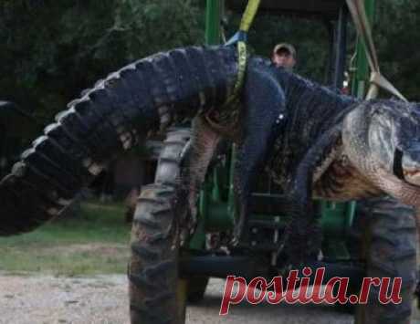 Австралийский фермер испытал терпение крокодила (видео)