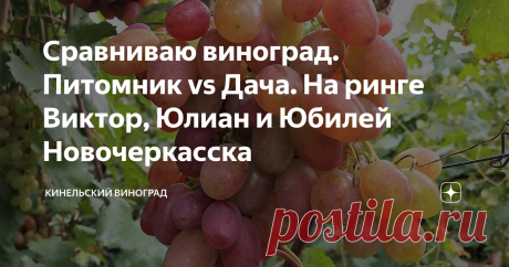 Сравниваю виноград. Питомник vs Дача. На ринге Виктор, Юлиан и Юбилей Новочеркасска Пока коллеги из питомника уехали открывать новую площадку в Серпухове (деревня Всходы), продолжаю незримый бой за первенство. Конечно, моя битва шуточная, но меня здорово вдохновляет. Сегодня я представлю вам Виктора и Юлиана из питомника, и свой Юбилей Новочеркасска.
Делаю это по нескольким причинам. Во-первых, между ними есть много общего чисто внешне. Родители Виктора и Юбилея Новочеркасска