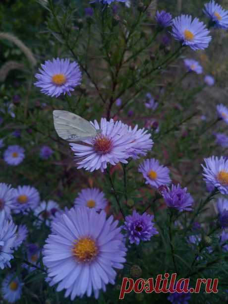 Астра новоанглийская сиреневая (Aster novae-angliae)