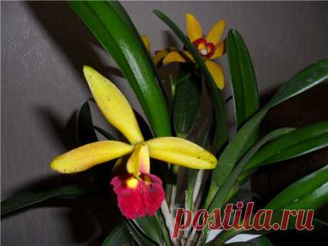 Орхидеи,Yen 24 K (Orange ) x Lisa Ann