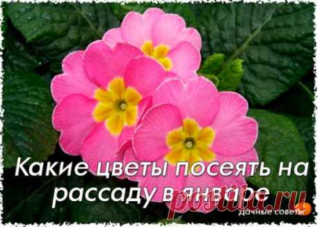 Какие цветы посеять на рассаду в январе
В декабре-январе нужно обратить внимание на медленнорастущие культуры, у которых период от посева до начала цветения составляет 130-200 дней. Если вы посеете их на рассаду до конца января, то в июне уже сможете полюбоваться цветением.
Посев гвоздики Шабо на рассаду
Махровые цветки этой гвоздики распускаются только спустя 5-6 месяцев после посева, поэтому сеют ее раньше других цветов. В контейнер насыпают плодородную почву, на поверхности проделывают