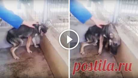 Abused Dog Petted For The First Time (Don’t Watch With Sound If You’re Sensitive)