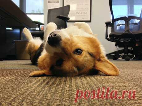 20 смешных фотографий, доказывающих, что собаки - отличные сотрудники