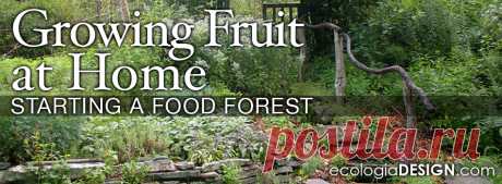 Выращивание фруктов в домашних условиях - Начиная лес еды | Ecologia Дизайн / 240.344.5625
