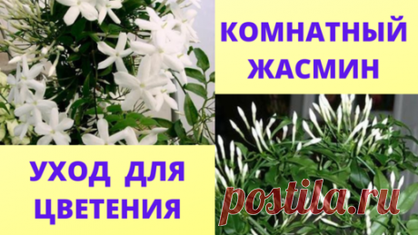 Мой жасмин зацвел даже зимой. Уход для домашнего цветения жасмина. Содержание жасмина зимой и летом. | Цветочное Счастье | Дзен