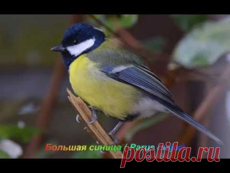 Голоса птиц - Больша́я сини́ца (  Parus major)