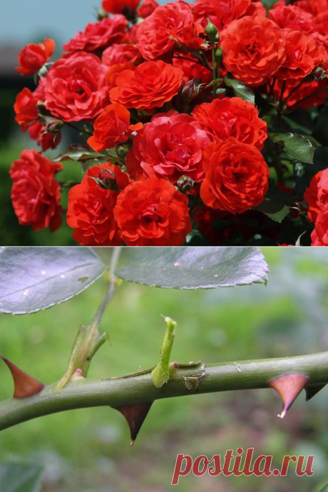 Когда и как правильно привить розу