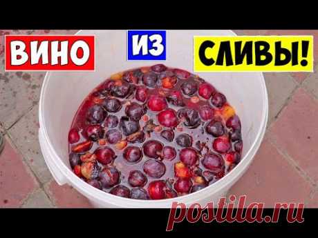 ВИНО ИЗ СЛИВЫ / Сливовое вино / Простой рецепт / Plum Wine!