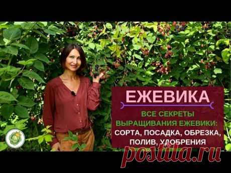 ЕЖЕВИКА - посадка, обрезка, уход//Все секреты большого урожая