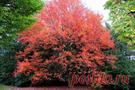 Клен красный (Acer rubrum)