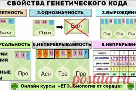 Доброе утро всем и удачного дня!!!! Продолжим метаболизм....
На очереди тема БИОСИНТЕЗ БЕЛКА. ГЕНЕТИЧЕСКИЙ КОД.
 Данная тема тоже относится к категории сложных.
НА ЧТО ОБРАЩАЕМ ВНИМАНИЕ?
Нужно выучить все термины и понятия: генетический код, транскрипция, трансляция, кодоны, триплеты, антикодоны, реакции матричного синтеза, смысловую и матричную цепи ДНК, штрих концы и др.
Показать полностью...