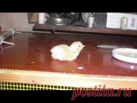 № 7 Готовимся встречать вылупившихся цыплят  Preparing to meet hatched Chicks