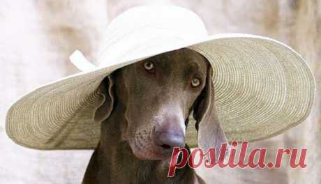 Ветеринарный врач дал совет, как ухаживать за собакой в летнюю жару  — ФОКУС ВНИМАНИЯ