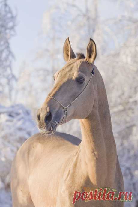 Ахалтекинская порода лошадей (Текинцы). Фото, описание | Счастливые Лошади