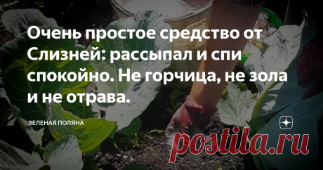 Очень простое средство от Слизней: рассыпал и спи спокойно. Не горчица, не зола и не отрава. Слизни на огороде - это настоящая напасть, потому что этот вредитель всеяден и прожорлив. Избавляться от слизней нужно как можно быстрее, иначе они оставят вас без урожая. Но, увы, далеко не все средства работают против вредителя по-настоящему эффективно. В этом посте я приведу рецепт средства, которое мне помогло: на моем участке слизней нет!
Мой уникальный рецепт от слизней
Со слизнями я