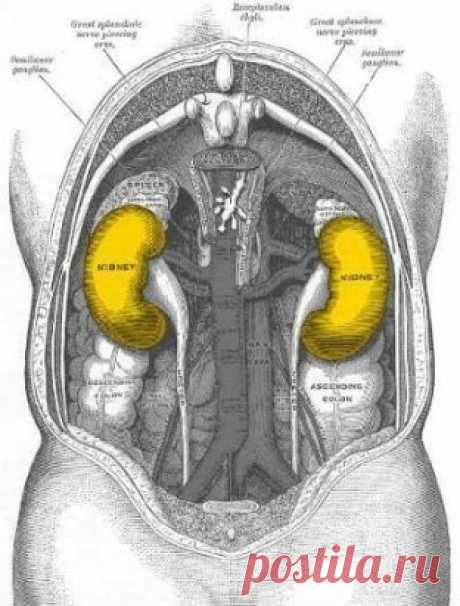 Мы сами убиваем наши почки! 10 привычек, о которых нужно навсегда забыть!
Почки — парный орган, который считается одним из важнейших в человеческом организме. На долю этого органического фильтра выпало нелегкое задание — очищение крови от всевозможных токсинов, микробов и инфекций. Также почки регулируют водно-солевой баланс в организме, кровяное давление и производство красных кровяных телец.
Список можно продолжать и дальше, но остановимся на том, как сами мы, к сожалению, недооцениваем работу