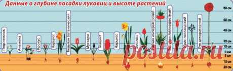 Глубина посадки и высота луковичных