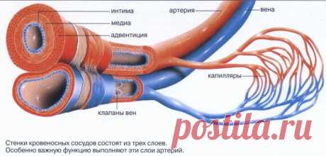 Укрепление сосудов и капилляров человека | Новость | Всеукраинская ассоциация пенсионеров