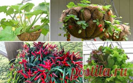 15 идеальных растений для выращивания в подвесных кашпо | На грядке (Огород.ru)