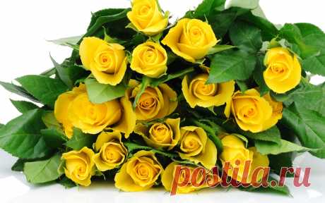 Nature_Flowers_Yellow_roses_034952_.jpg (2560×1600)