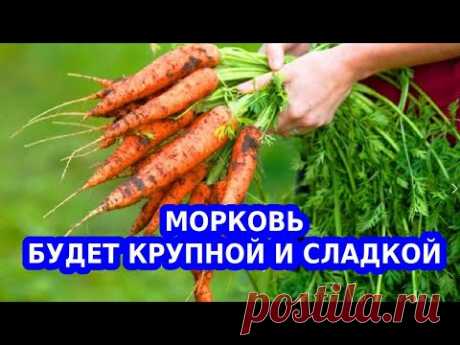 Моя простая подкормка для моркови для сладости и крупного размера