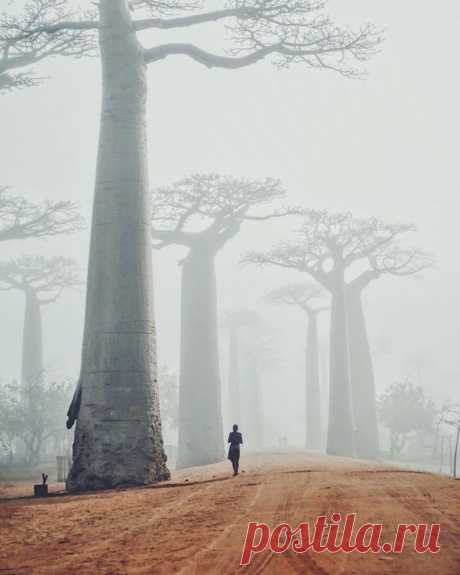 Баобабы в тумане. Мадагаскар