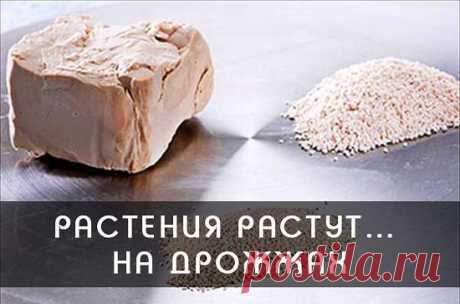 Разное &gt;РАСТЕНИЯ РАСТУТ… НА ДРОЖЖАХ