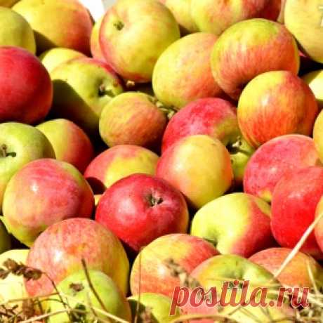 Яблочный Спас: рецепт шарлотки