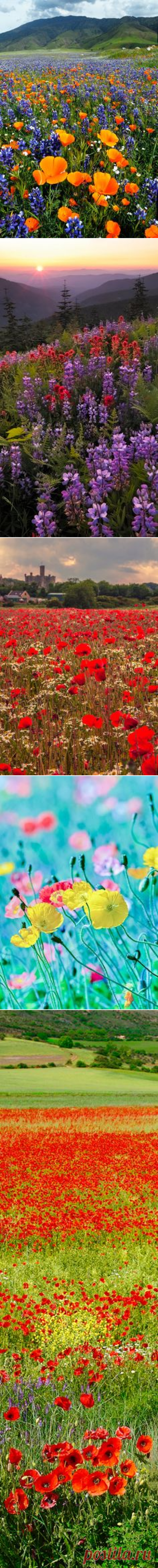 (1077) valkyriethais: Amazing ✈ World / California Poppy (Eschscholzia californica) S. California. gorgeous!! on We Heart It - https://weheartit.com/entry…