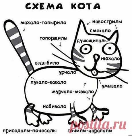 Схема кота.