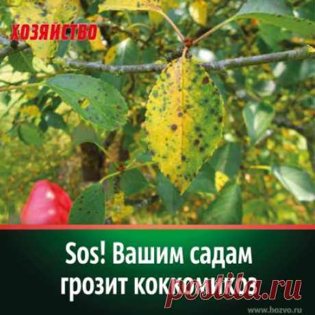 В прошлом году в моем саду начала плодоносить вишня сорта Шоколадница. Плоды у нее небольшие, но зато их было так много, что собирали урожай ведрами. Потом неделю не появлялись в саду, а приехав, обнаружили, что половина листьев осыпалась. Коккомикоз...
.
Сейчас садам снова грозит коккомикоз. На черешнях и абрикосах уже стали опадать листья с характерными признаками. Но сложность в том, что черешни уже созревают и опрыскивать их нельзя. Что делать? Постарайтесь собрать плоды как можно раньше и с