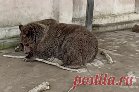 Сотрудники МЧС при пожаре в зоопарке в Евпатории спасли двух медведей. Крымским пожарным удалось отстоять от огня вольер косолапых.